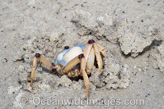 Soldier Crab photo Soldier Crab photo