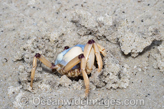 Soldier Crab photo