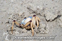 Soldier Crab Photo - Gary Bell