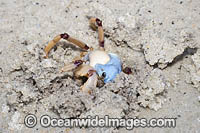 Soldier Crab Photo - Gary Bell