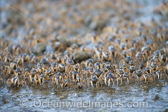 Soldier Crabs photo Soldier Crabs photo