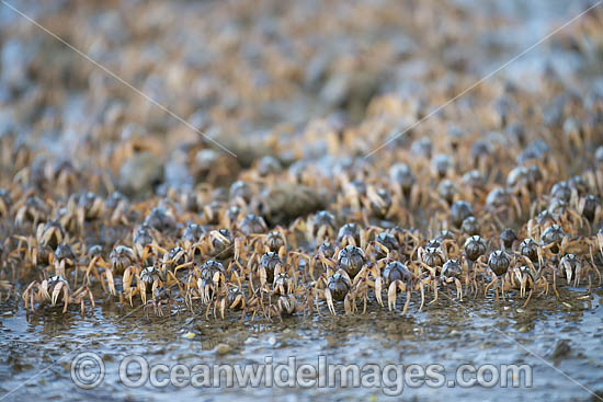 Soldier Crabs photo