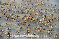 Soldier Crabs Photo - Gary Bell