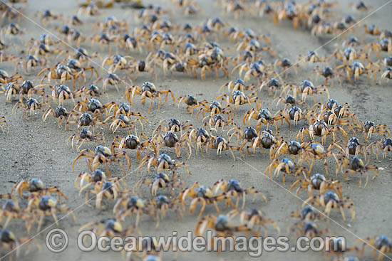 Soldier Crabs photo