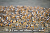 Soldier Crabs Photo - Gary Bell