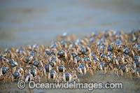 Soldier Crabs Photo - Gary Bell