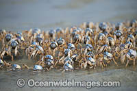 Soldier Crabs Photo - Gary Bell