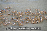 Soldier Crabs Photo - Gary Bell