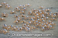 Soldier Crabs Photo - Gary Bell