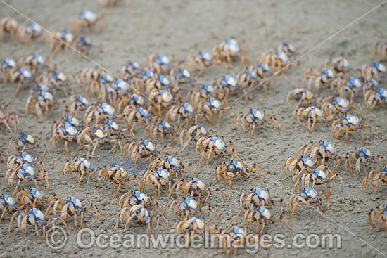 Soldier Crabs photo