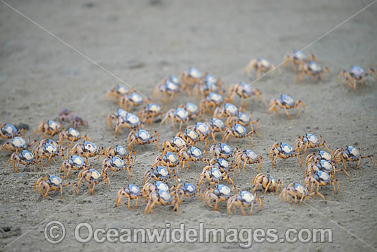 Soldier Crabs photo