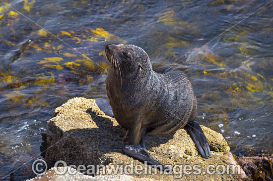 Australian Fur Seal (Arctocephalus pusillus). Narooma, New South Wales, Australia. Photo - Gary Bell