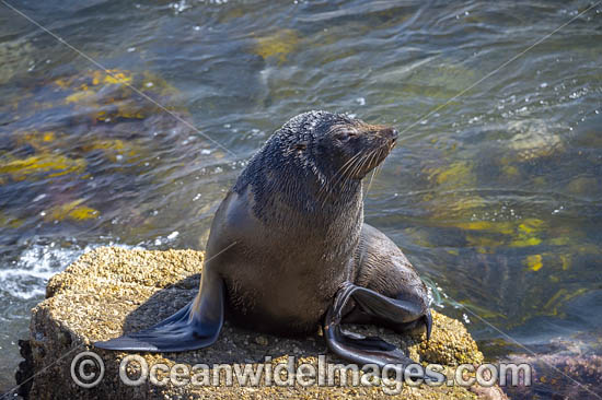 Australian Fur Seal Narooma photo Australian Fur Seal Narooma photo
