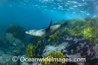 New Zealand Fur Seal Photo - Gary Bell