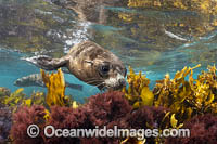 New Zealand Fur Seal Photo - Gary Bell