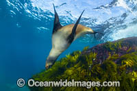 New Zealand Fur Seal Photo - Gary Bell