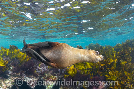 New Zealand Fur Seal photo