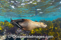 New Zealand Fur Seal Photo - Gary Bell