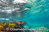 New Zealand Fur Seal Photo - Gary Bell