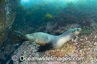 New Zealand Fur Seal Photo - Gary Bell