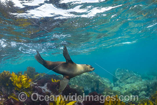 New Zealand Fur Seal photo