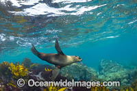 New Zealand Fur Seal Photo - Gary Bell