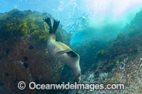 New Zealand Fur Seal Photo - Gary Bell