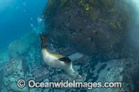 New Zealand Fur Seal Photo - Gary Bell