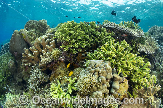 Underwater reefscape consisting of a variety of Acropora Corals. Kimbe Bay, Papua New Guinea. Photo - Gary Bell