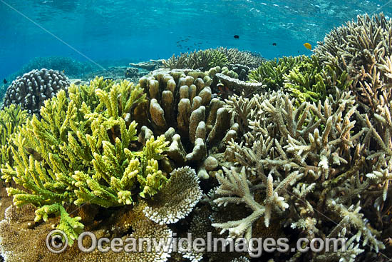 Underwater reefscape consisting of a variety of Acropora Corals. Kimbe Bay, Papua New Guinea. Photo - Gary Bell