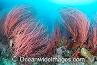 Red Whip Corals Photo - Gary Bell