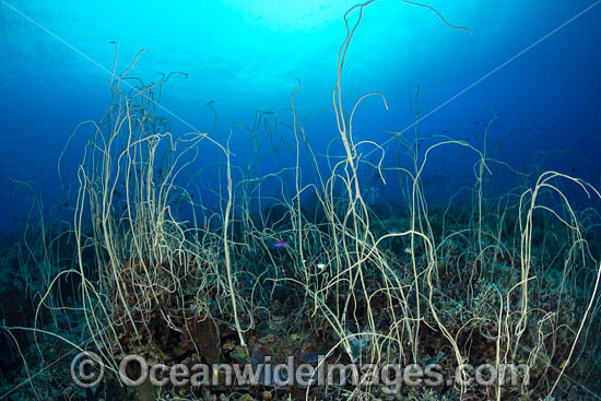 Whip Corals photo