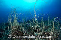 Whip Corals Photo - Gary Bell