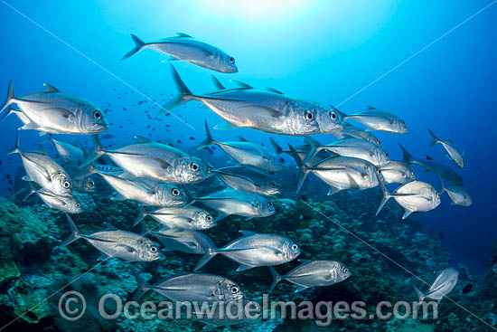 Schooling Big-eye Trevally (Caranx sexfasciatus). Great Barrier Reef, Queensland, Australia. Photo - Gary Bell Schooling Big-eye Trevally (Caranx sexfasciatus). Great Barrier Reef, Queensland, Australia. Photo - Gary Bell