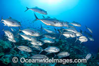 Big-eye Trevally Photo - Gary Bell