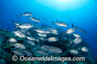 Big-eye Trevally Photo - Gary Bell