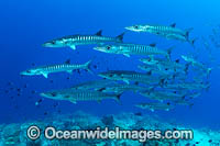 Big-eye Trevally Photo - Gary Bell