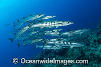 Chevron Barracuda Photo - Gary Bell