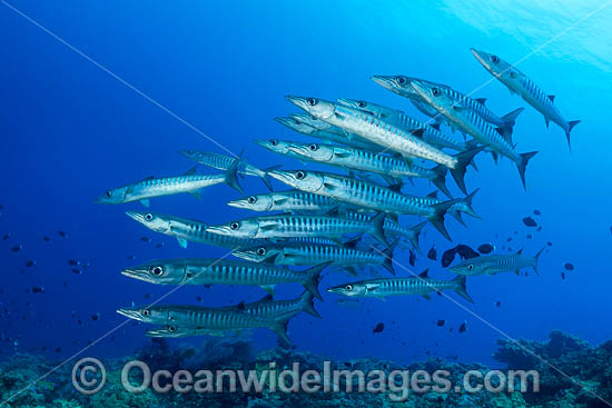 Schooling Chevron Barracuda (Sphyraena qenie). Great Barrier Reef, Queensland, Australia. Photo - Gary Bell Schooling Chevron Barracuda (Sphyraena qenie). Great Barrier Reef, Queensland, Australia. Photo - Gary Bell
