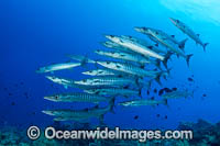 Chevron Barracuda Photo - Gary Bell