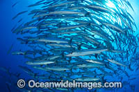 Chevron Barracuda Photo - Gary Bell