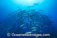 Schooling Chevron Barracuda Photo - Gary Bell