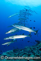 Chevron Barracuda Photo - Gary Bell