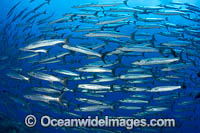 Chevron Barracuda Photo - Gary Bell