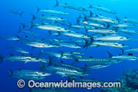 Schooling Chevron Barracuda Photo - Gary Bell