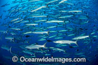 Chevron Barracuda Photo - Gary Bell