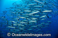 Schooling Chevron Barracuda Photo - Gary Bell