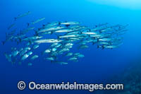 Chevron Barracuda Photo - Gary Bell