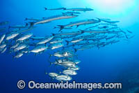 Schooling Chevron Barracuda Photo - Gary Bell