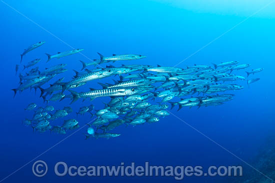 Chevron Barracuda photo